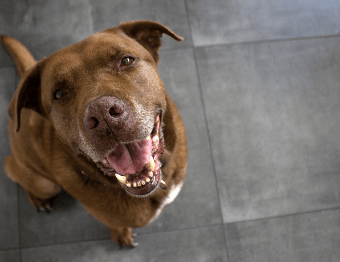 Pet Friendly Flooring: The Best Options for Homes with Pets