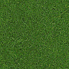 Grass