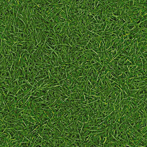 Grass