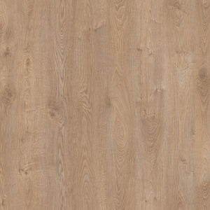 Sunlit Oak