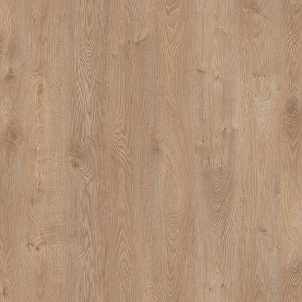 Sunlit Oak